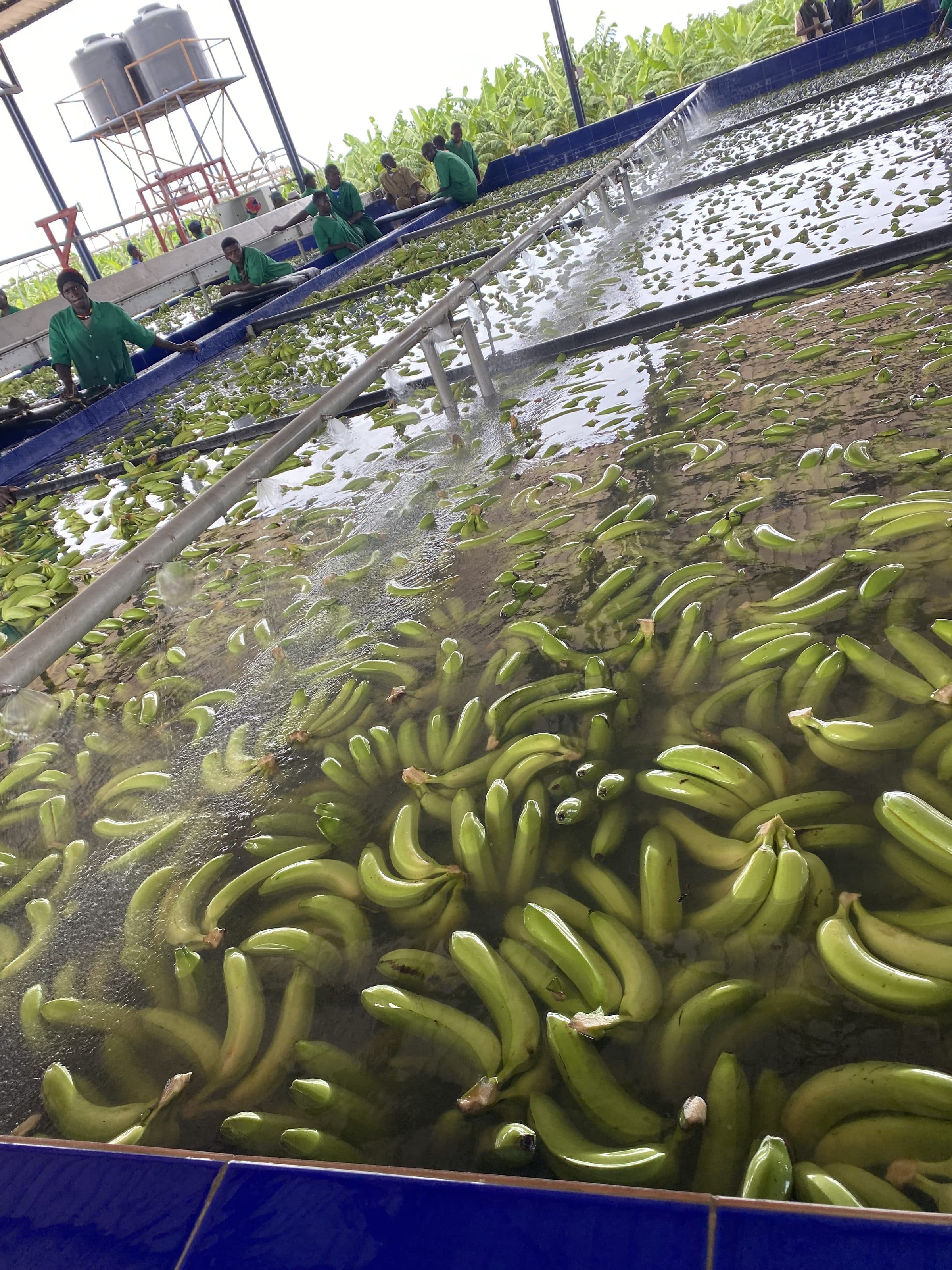 Régimes de bananes en cours de lavage au poste de conditionnement