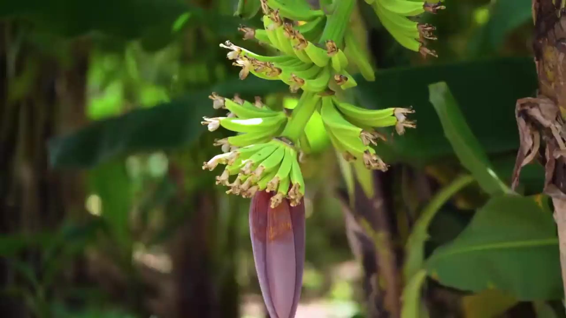 Fleur et régime de bananier dans une bananeraie Yellitaare