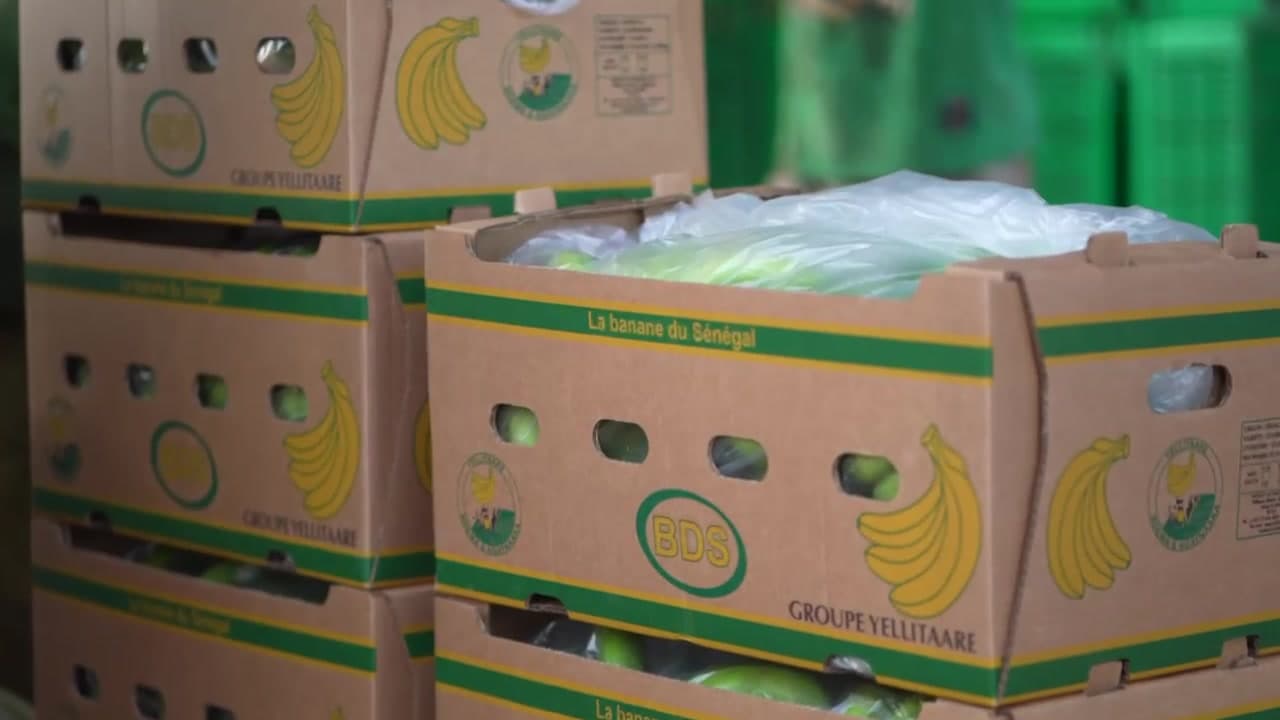 Cartons BDS — Banane du Sénégal empilés au poste de conditionnement, portant la mention Groupe Yellitaare