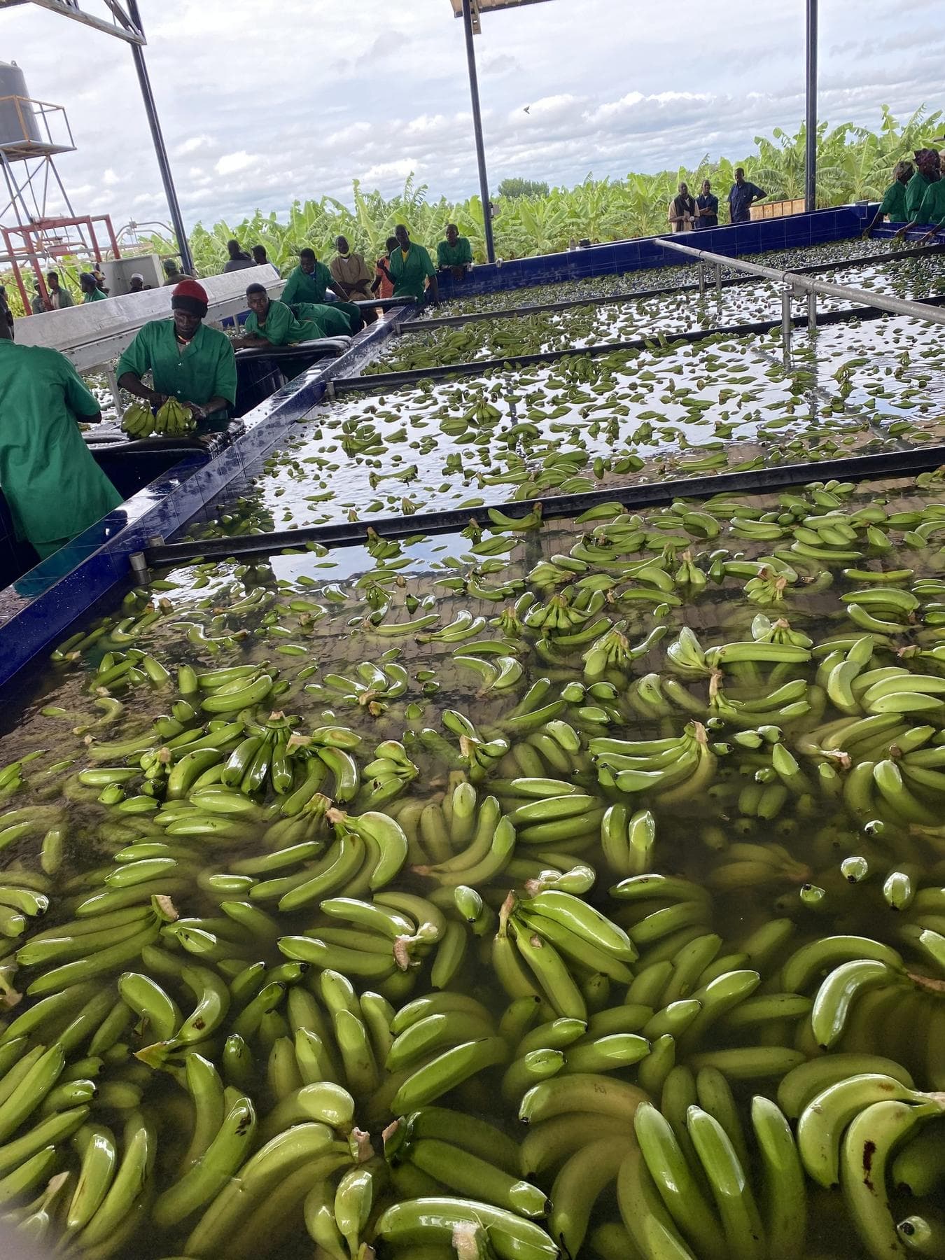 Bananes vertes flottant en vrac dans les bacs de lavage du poste de conditionnement