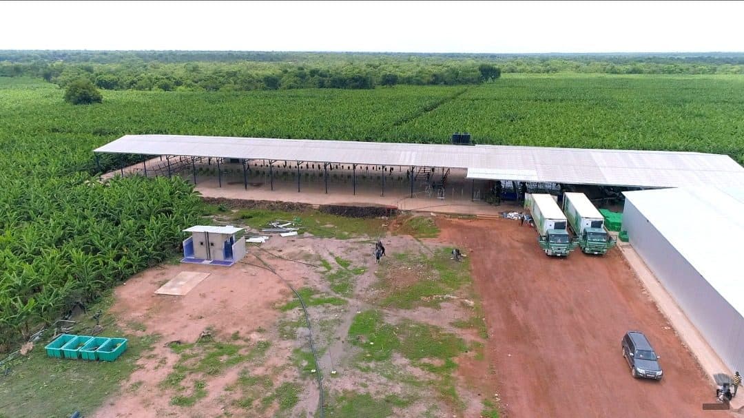 Vue aérienne du hangar de conditionnement, camions et plantation environnante